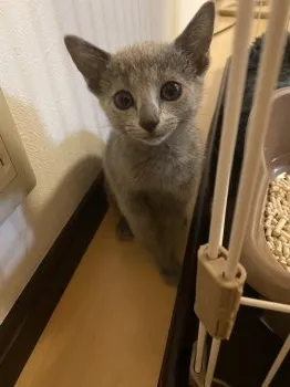 ny 様のお迎えした子猫