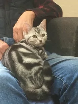 youkn 様のお迎えした子猫