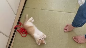 えり 様のお迎えした子猫