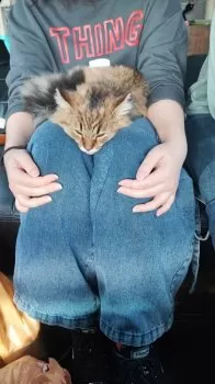 A.I 様のお迎えした子猫