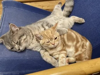 サカキ 様のお迎えした子猫