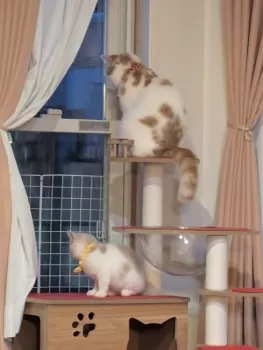 K.S 様のお迎えした子猫