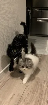 A・O 様のお迎えした子猫