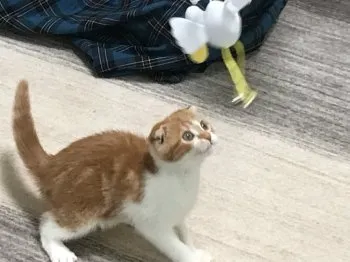C.T 様のお迎えした子猫