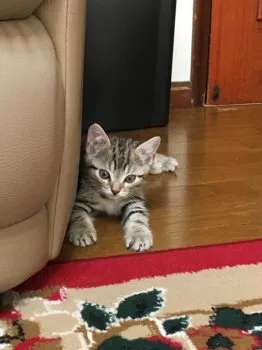あっくん 様のお迎えした子猫