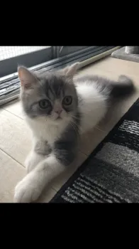 Y.I 様のお迎えした子猫