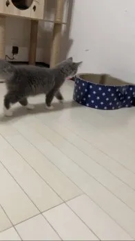 ちゅん 様のお迎えした子猫