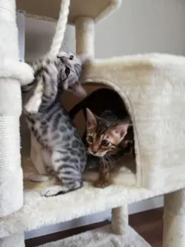 28mashin 様のお迎えした子猫