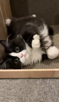 らっこ 様のお迎えした子猫