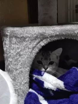 K.F 様のお迎えした子猫