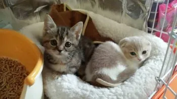 おおきた 様のお迎えした子猫