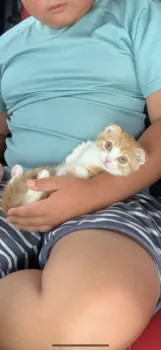 こっちゃん 様のお迎えした子猫