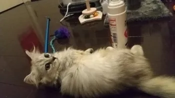 がお 様のお迎えした子猫