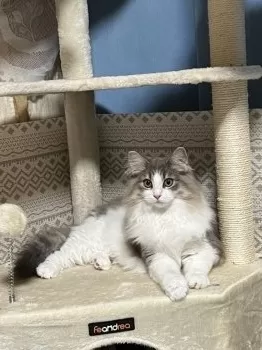 Y.A 様のお迎えした子猫