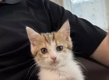 メープル 様のお迎えした子猫