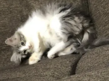 Chito 様のお迎えした子猫