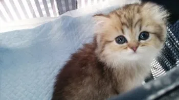 れいちゃん 様のお迎えした子猫