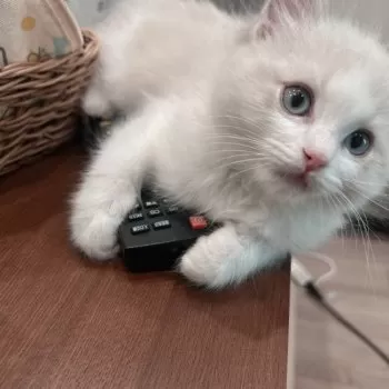 Y.T 様のお迎えした子猫