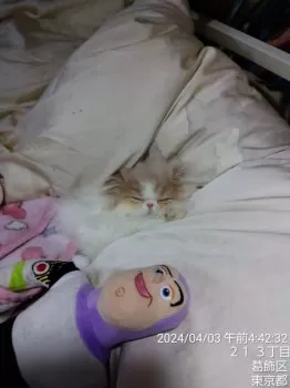 もちこ 様のお迎えした子猫