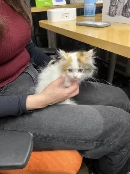 S.I 様のお迎えした子猫