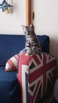 M.K 様のお迎えした子猫