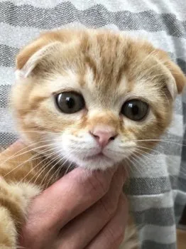 サチ 様のお迎えした子猫