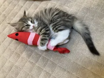 H.M 様のお迎えした子猫