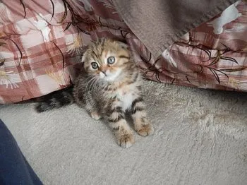 はっせ 様のお迎えした子猫