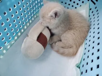 Stella☆ 様のお迎えした子猫