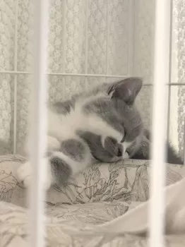 sachi 様のお迎えした子猫