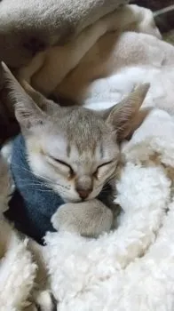 jin 様のお迎えした子猫