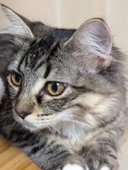 HiRo 様のお迎えした子猫