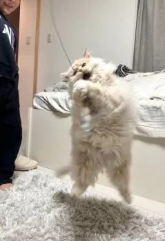 M.S 様のお迎えした子猫