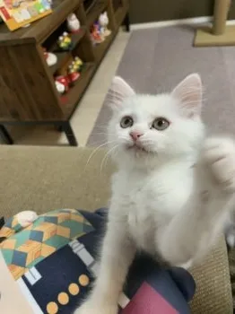たま 様のお迎えした子猫
