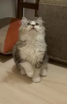 や 様のお迎えした子猫