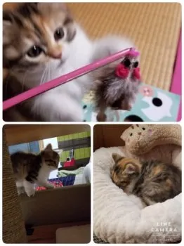 ぼごみん 様のお迎えした子猫