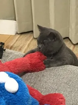 ブリオの母 様のお迎えした子猫