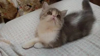 momomaru 様のお迎えした子猫