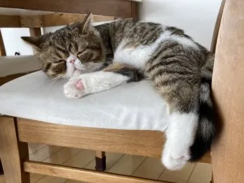 ふうやま 様のお迎えした子猫