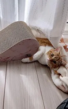 ゆ 様のお迎えした子猫