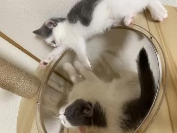 M.H 様のお迎えした子猫