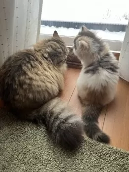 S.H 様のお迎えした子猫