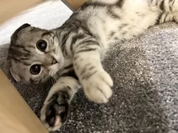 Y.K 様のお迎えした子猫