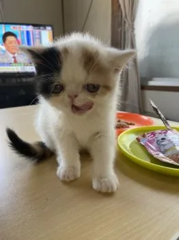 Y.M 様のお迎えした子猫