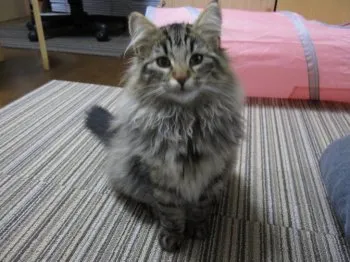 モコ 様のお迎えした子猫