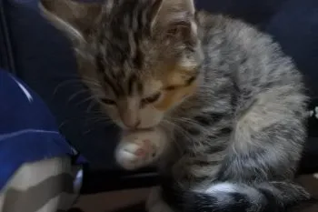 R.H 様のお迎えした子猫