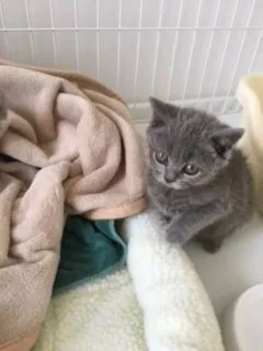 NEMIMOM 様のお迎えした子猫