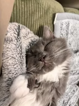 R.Y 様のお迎えした子猫