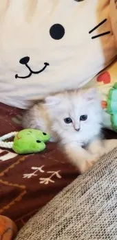 まゆ 様のお迎えした子猫