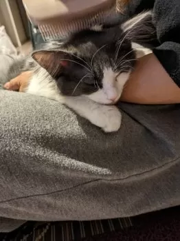 お腹の白い黒猫 様のお迎えした子猫